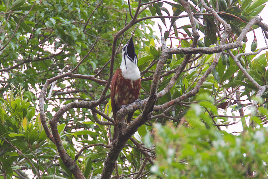 Three-Wattled Bellbird  in a tree in the monteverde cloud forest. 