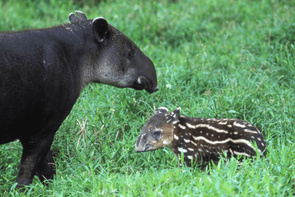 baird's tapir with baby