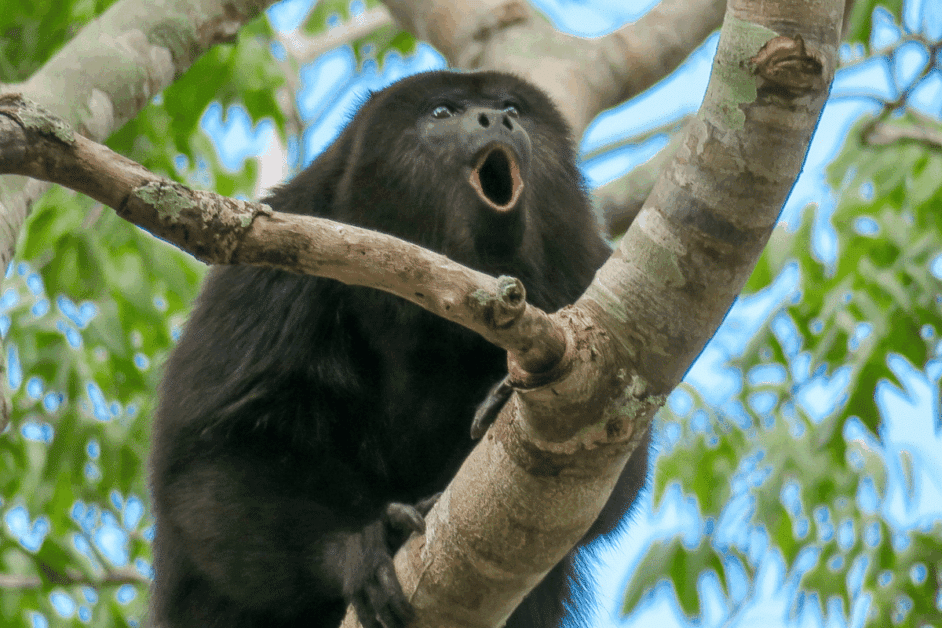 howler monkey- animals in monteverde. 