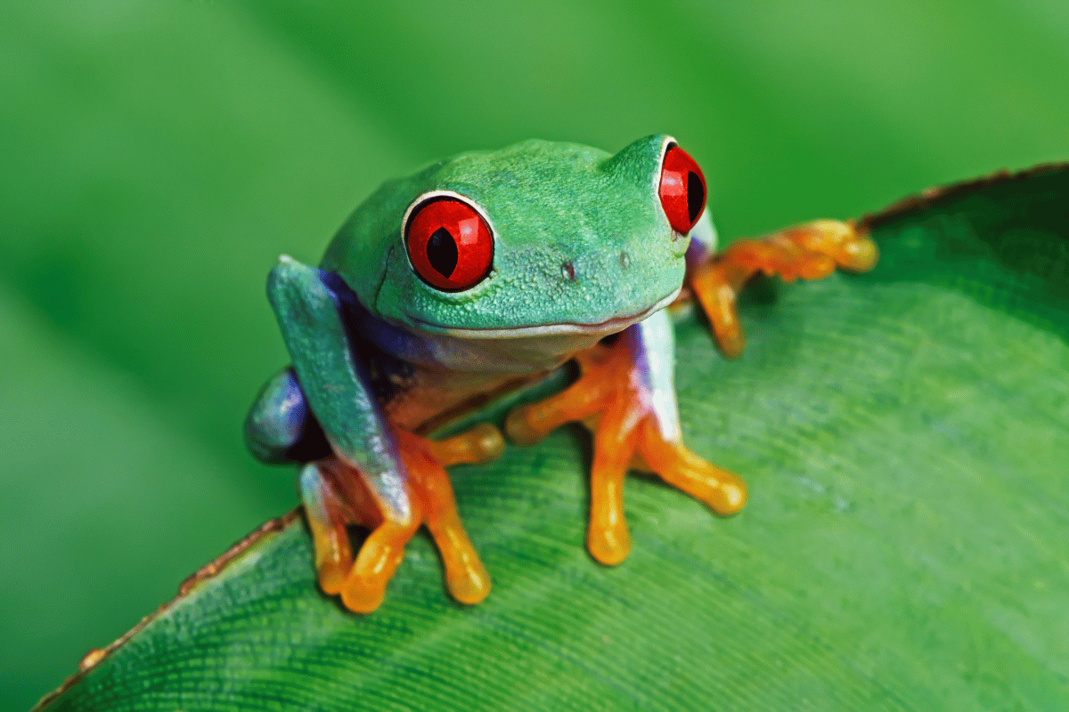 animals in the monteverde cloud forest in costa rica featured image.