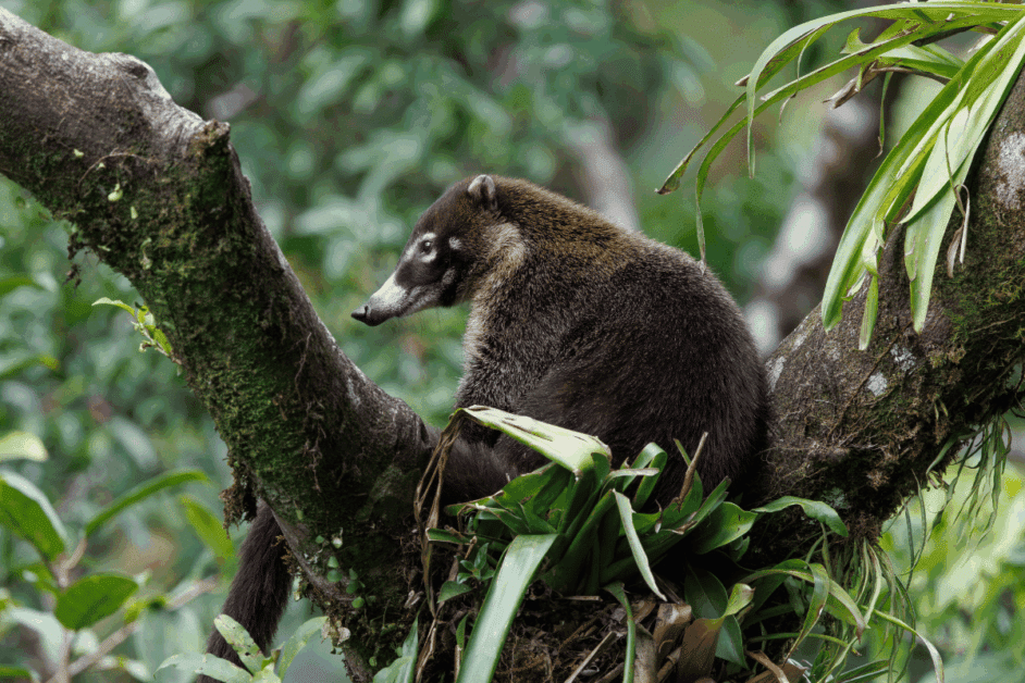 coatis: animals in the monteverde cloud forest. 