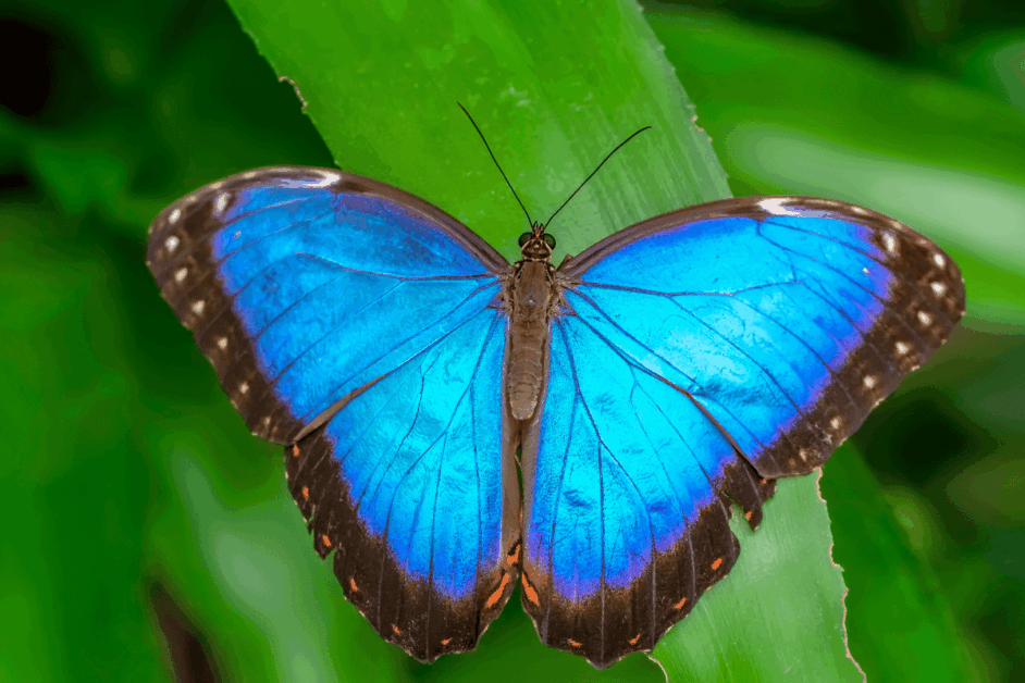 blue morpho butterfly in monteverde costa rica. 