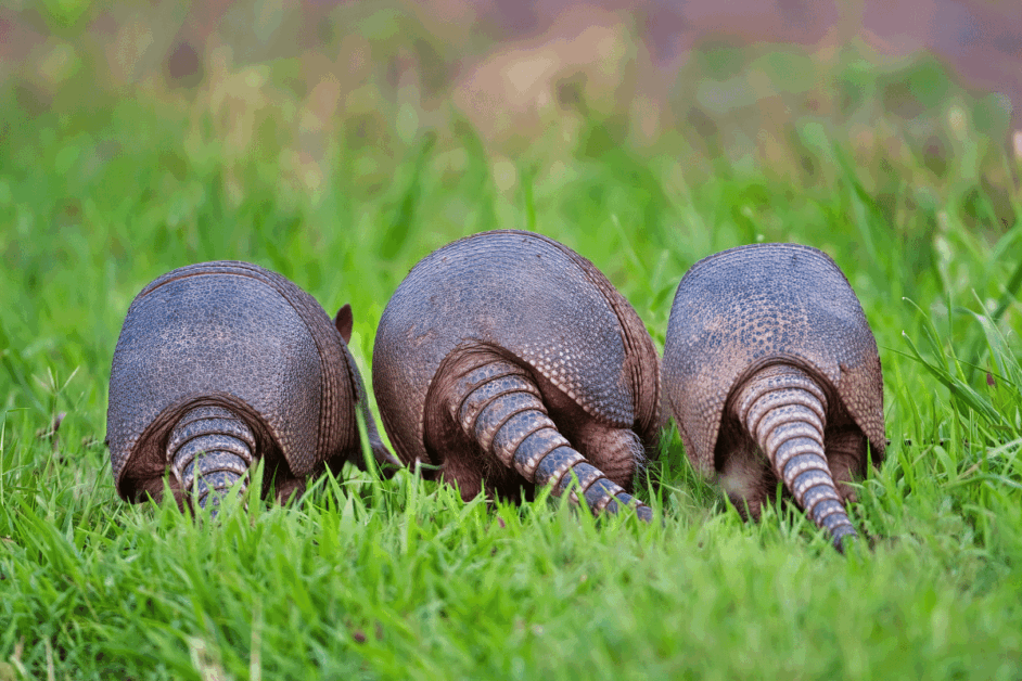 armadillos