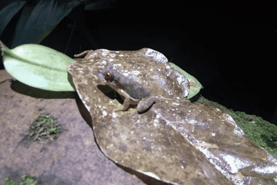 monteverde night tour frog sighting