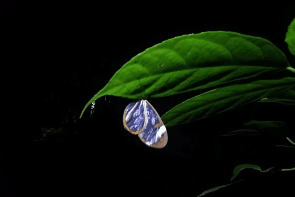 butterfly during a monteverde night tour. 