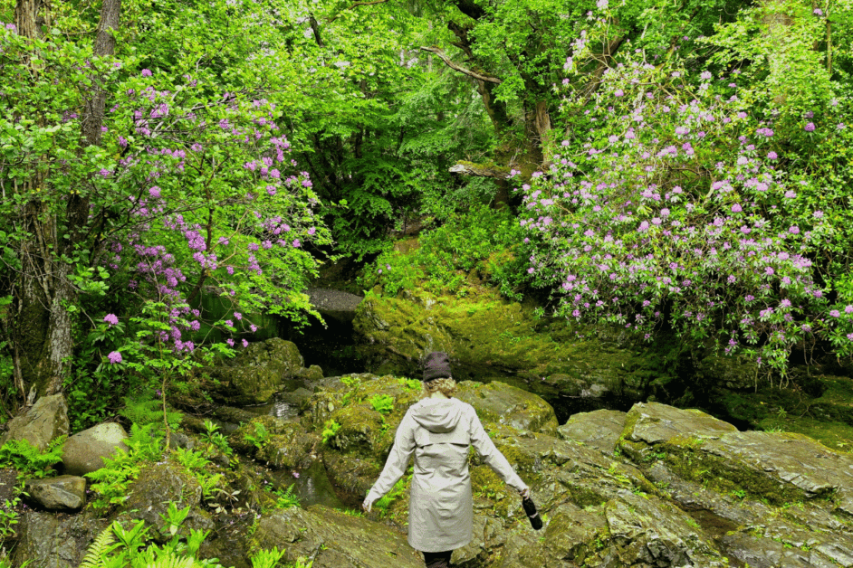 girl hiking in Tollymore Forest ireland. 
