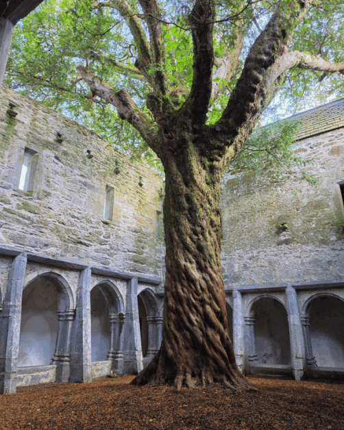muckross abbey yew tree.