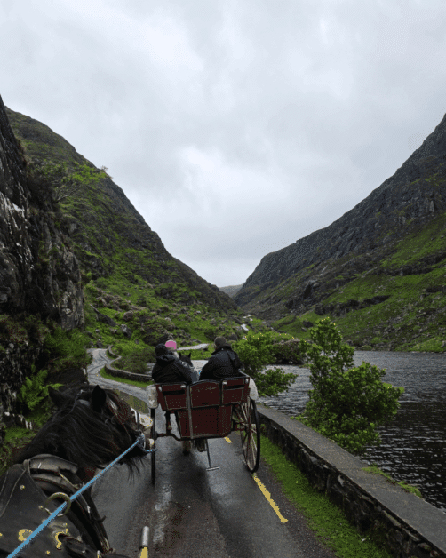 jaunting cart tour in killarney national park.