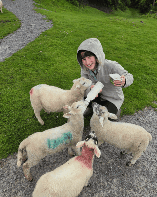 feeding baby lambs.