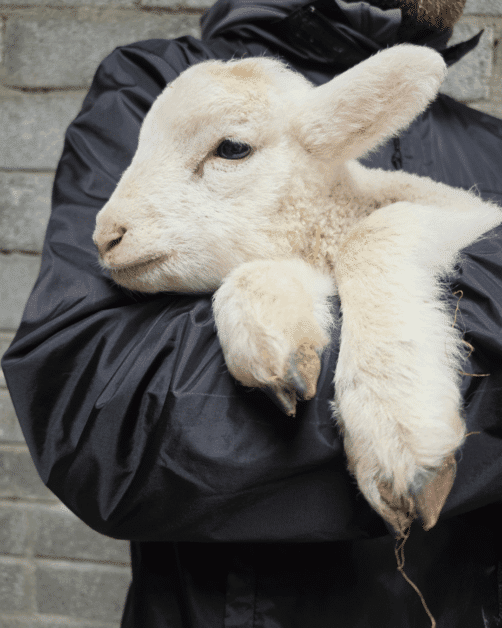 baby lamb being held.