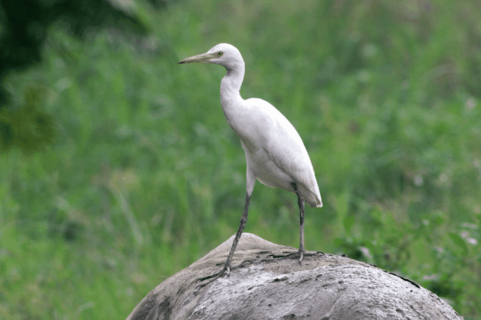 bird at rookery in ocnj.